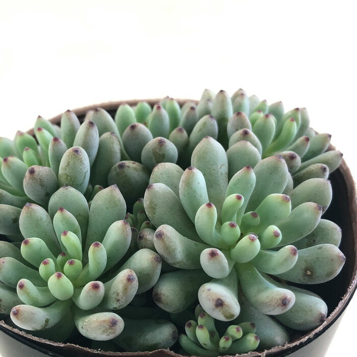 楽天市場】多肉植物 oriミックスベリア No.068 ヴィンテージ