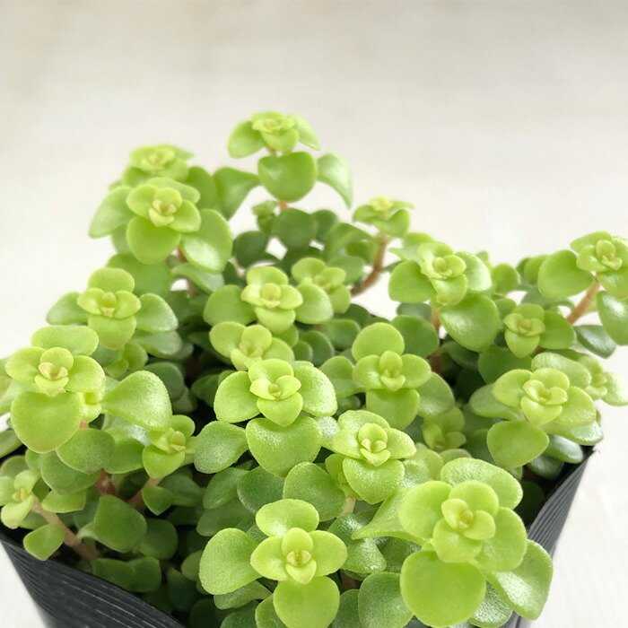 楽天市場】多肉植物 skセダム アップルベリー 多肉植物 セダム 7.5cm