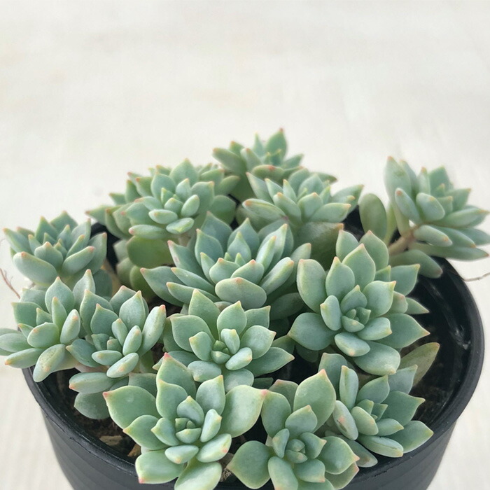 センペルビウム 輸入 My Candy Shop flower-net_z230503001