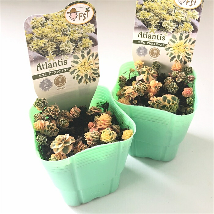 楽天市場 多肉植物 Seセダム アトランティス 多肉植物 セダム 9cmポット フラワーネット 日本花キ流通