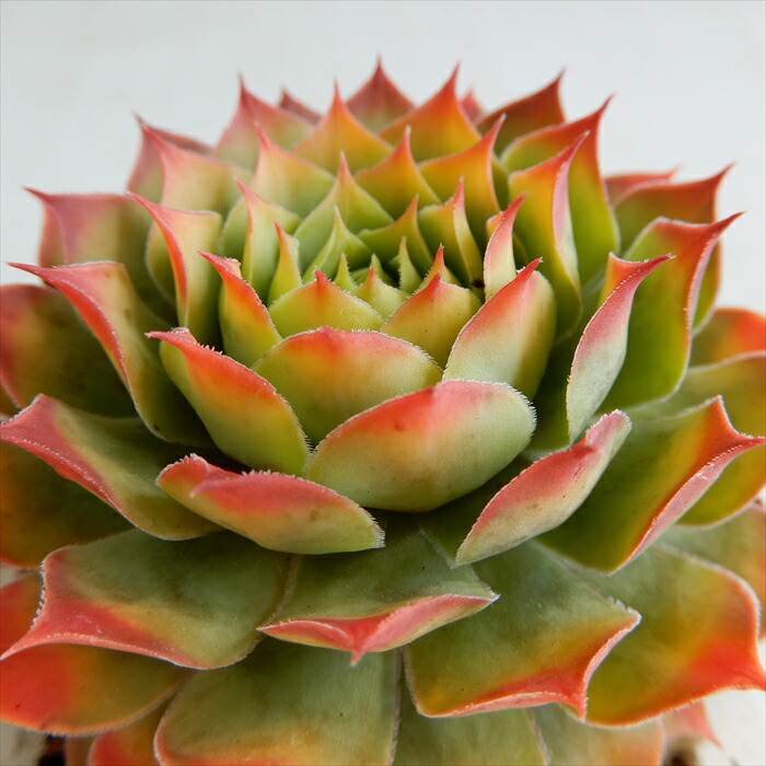 楽天市場】多肉植物 sfセンペルビウム キーライムキス 7.5cmポット