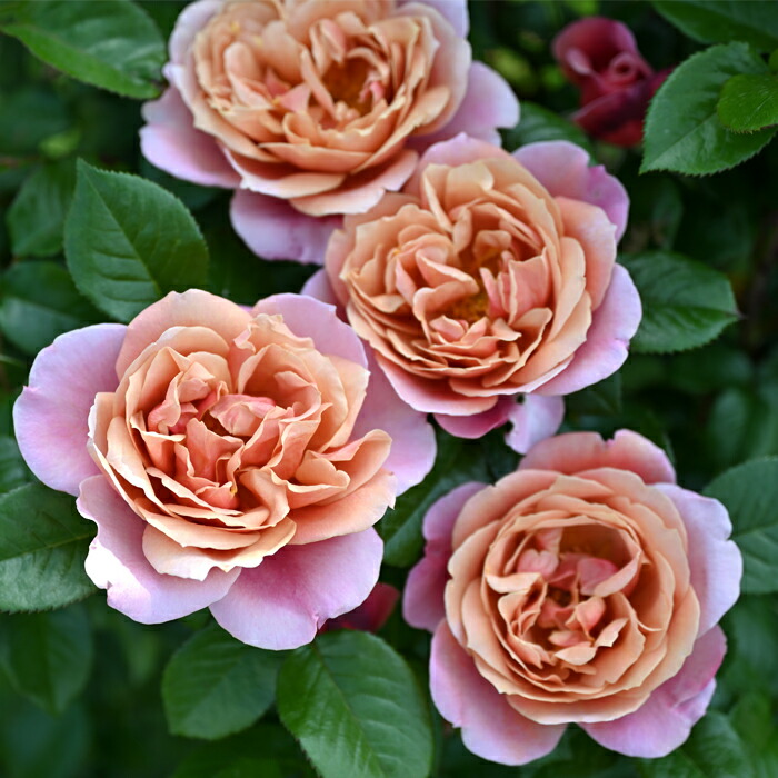 楽天市場】予約販売 バラ苗 バラ大苗 ロサ オリエンティス ルクソール