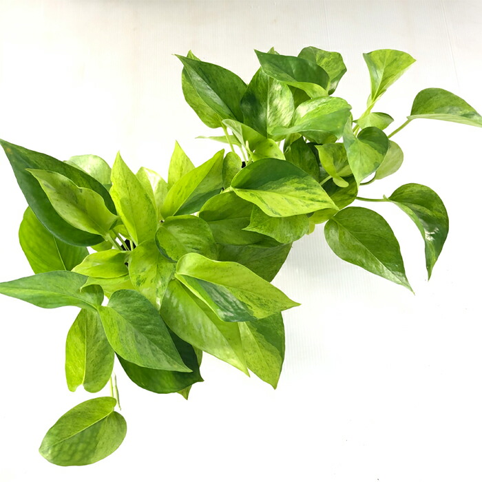 楽天市場 ポトス テルノ カーニバル 観葉植物 インテリア おしゃれ 9cmポット フラワーネット 日本花キ流通