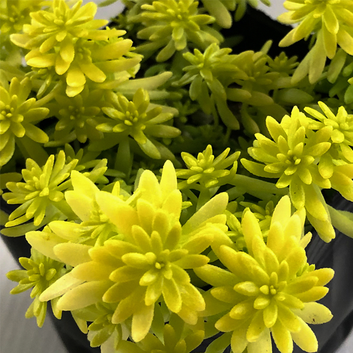 楽天市場】多肉植物 hmセダム シャンパンライム 春萌錦 多肉植物