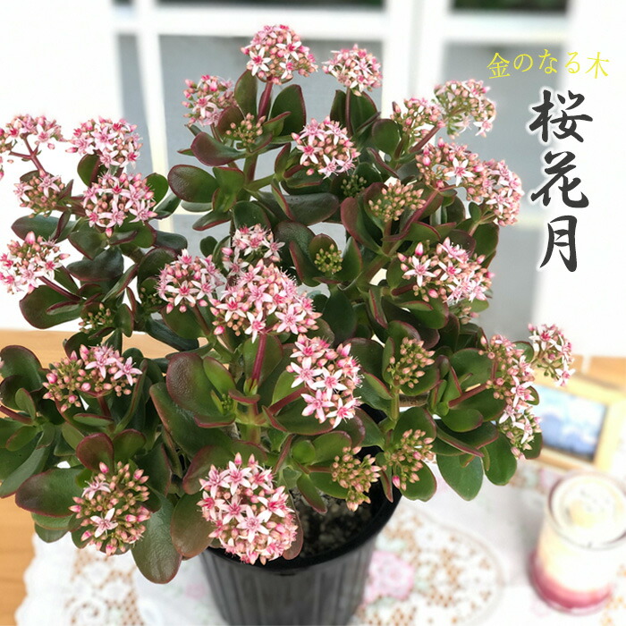 5 金の成る木 26年もの 約63cm 土・鉢付き 引き取りOK 多肉植物 Amazon｜お金のなる木 花月 成金草 5号鉢サイズ 鉢植え 薫る花