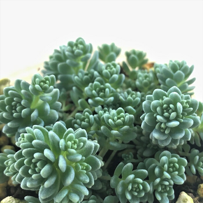 楽天市場 多肉植物 Sbセダム マジョール 多肉植物 セダム 7 5cmポット フラワーネット 日本花キ流通