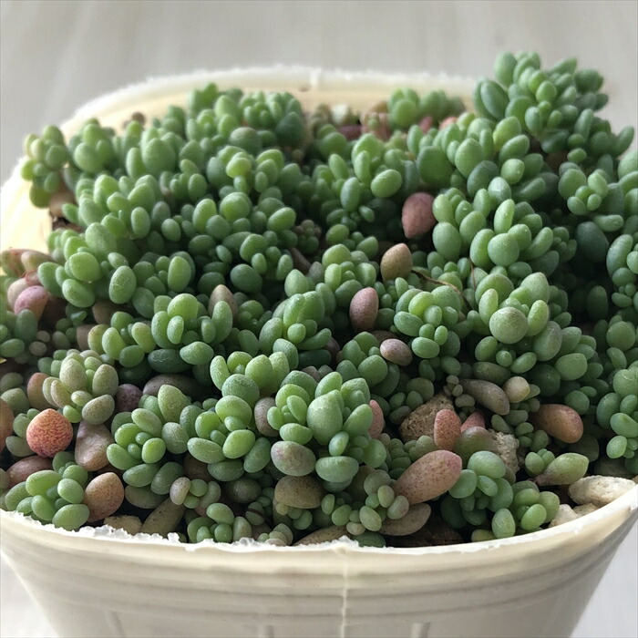 楽天市場】多肉植物 seセダム ルベンスリザード 多肉植物 セダム 楽天市場】多肉植物 seセダム ルベンスリザード 多肉植物 セダム