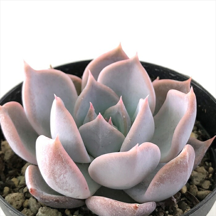 楽天市場】多肉植物 skエケベリア ラウリンゼ×リラシナ 多肉植物