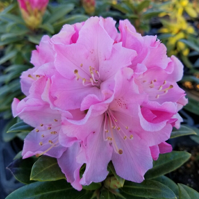 西洋シャクナゲ　石楠花 9号鉢　蕾付き　5年生 西洋シャクナゲ 石楠花 9号鉢 蕾付き 5年生 石楠花（シャクナゲ