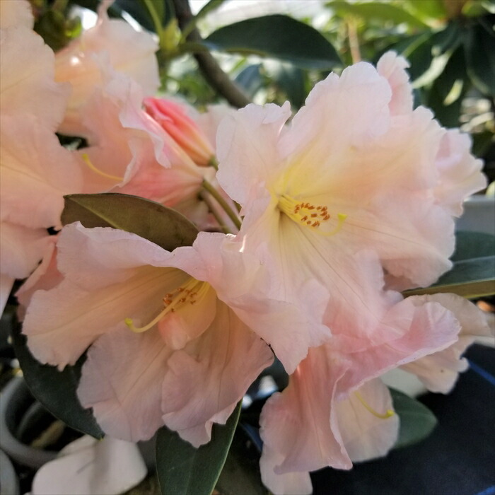 5/8開花★オリエンタルゴールド★芍薬×牡丹の特大苗★写真現物 予約販売 ハイブリッド芍薬 オリエンタルゴールド 6号鉢