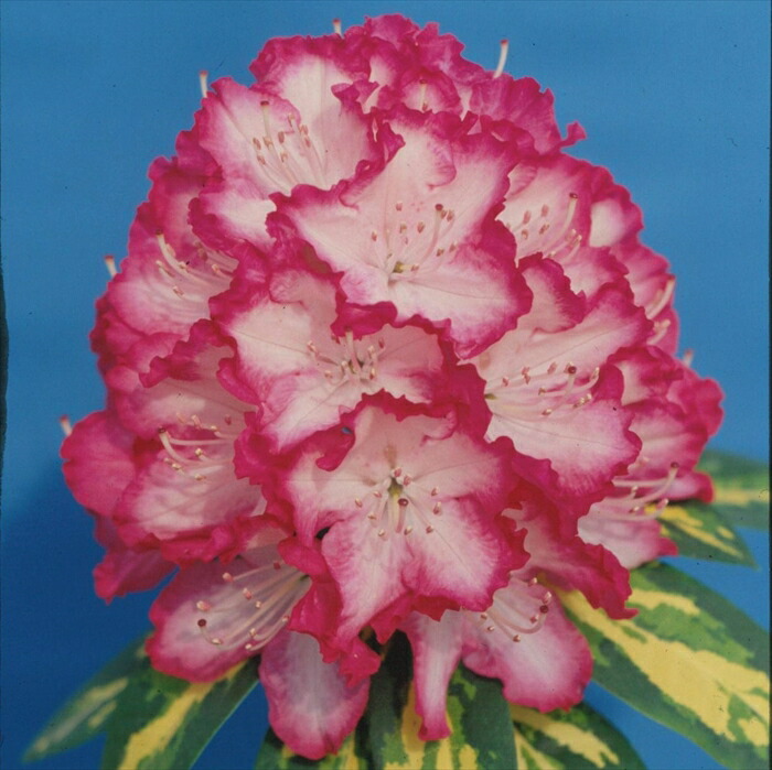 楽天市場】予約販売 シャクナゲ ウィリアムキング 5号鉢 開花