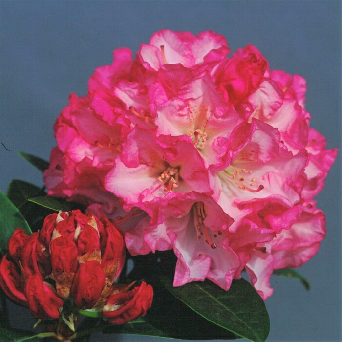 5/8開花★オリエンタルゴールド★芍薬×牡丹の特大苗★写真現物 予約販売 ハイブリッド芍薬 オリエンタルゴールド 6号鉢