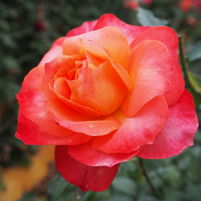 楽天市場】【まもなく締め切り】 予約販売 バラ苗 バラ大苗 中輪