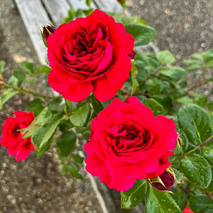 楽天市場】予約販売 バラ 苗 バラ 新苗 オールドローズ ミセスジョン