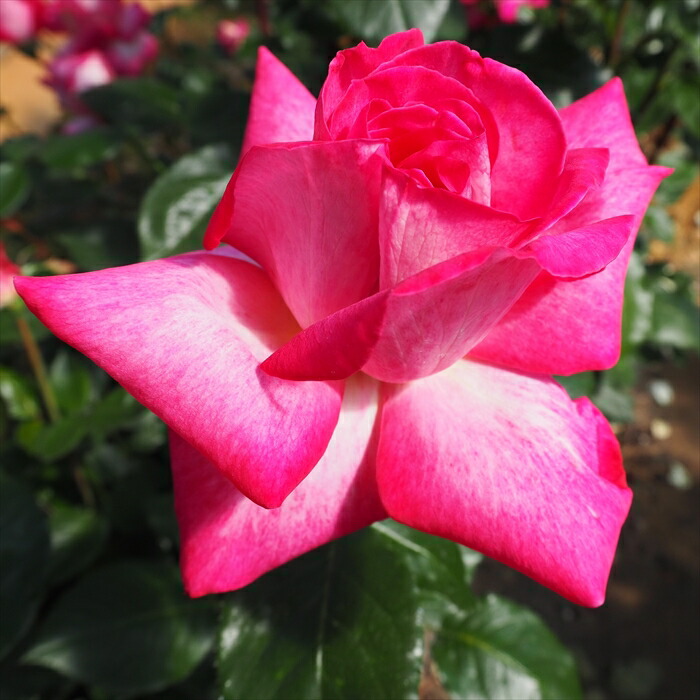 平成レトロ　レストローズ　まとめ売り　8点　ナンシー柄　バラ柄　豪華おまけ付レア バラ苗 Roses,ブランド（ナーセリー）から選ぶ,バラ苗：オールドローズ