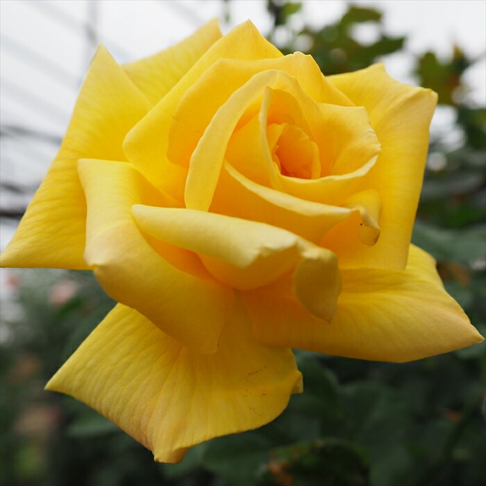 切花バラ苗ニ苗 楽天市場】予約販売 バラ 苗 バラ 新苗 中輪 ニコロパガニーニ