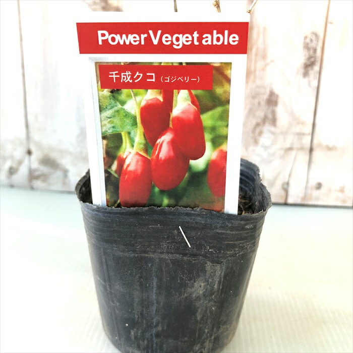 楽天市場】アロニア チョコレートベリー 10.5cmポット スーパーフード