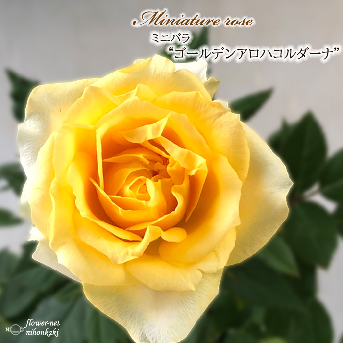 楽天市場】予約販売 ミニバラ アンティーケコルダーナ 登録品種