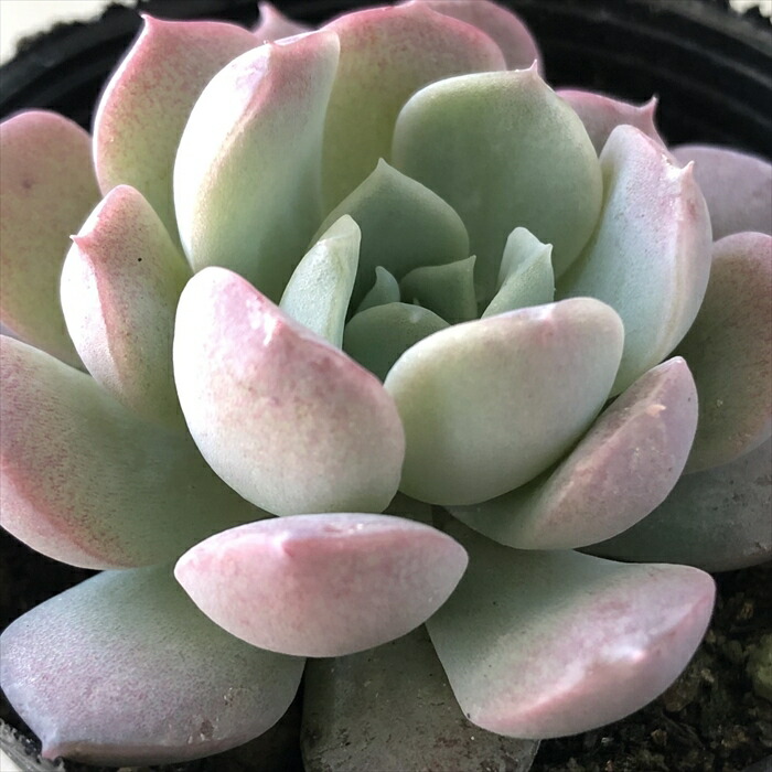 Top【選抜株】多肉植物　23273アメージング　グレースHyb 105個 Top【選抜株】多肉植物 23273アメージング グレースHyb 105個 園芸