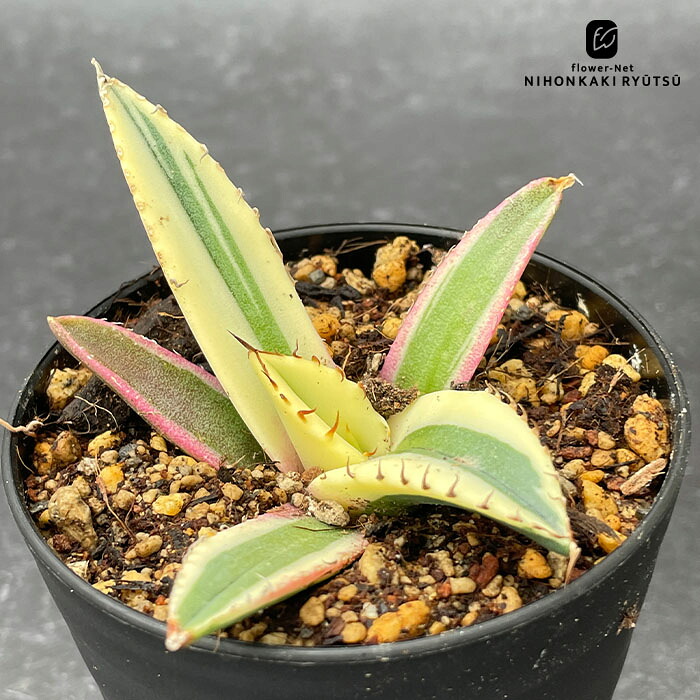 楽天市場】多肉植物 caアガベ オテロイ 3.5号鉢 多肉植物 アガベ