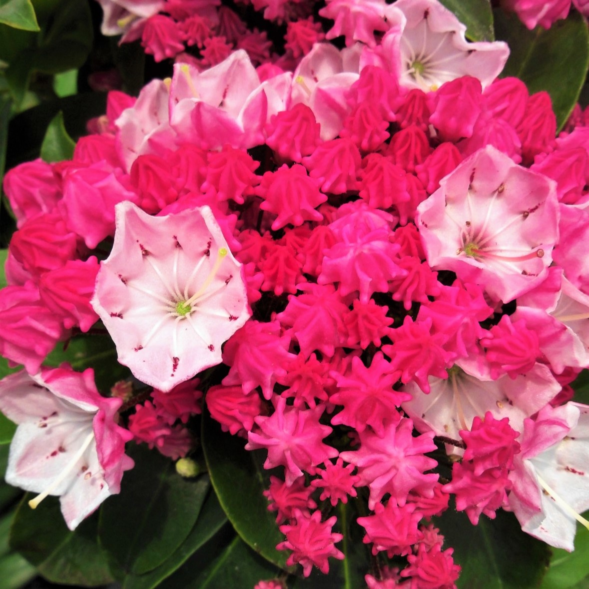 楽天市場 予約販売 カルミア オスボ レッド 5号鉢 開花予定株 カルミア アメリカシャクナゲ ハナガサシャクナゲ 花苗 常緑 Toy フラワーネット 日本花キ流通