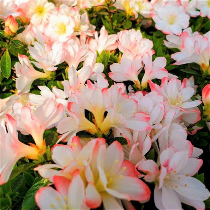 5月11日写真追加❗☆這い絞りミヤマキリシマツツジ☆ 5月11日写真追加❗☆這い絞りミヤマキリシマツツジ☆