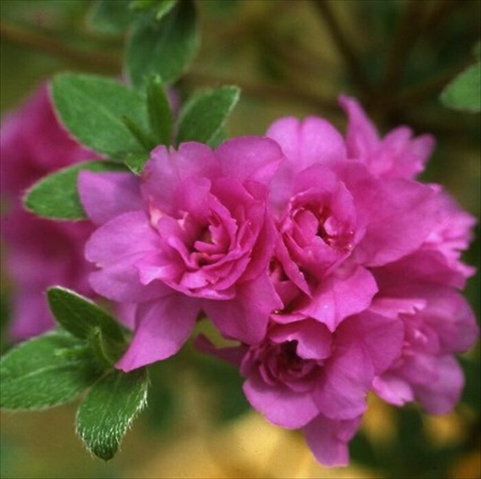 楽天市場】予約販売 尖閣ツツジ 9cmポット 開花予定株 センカク