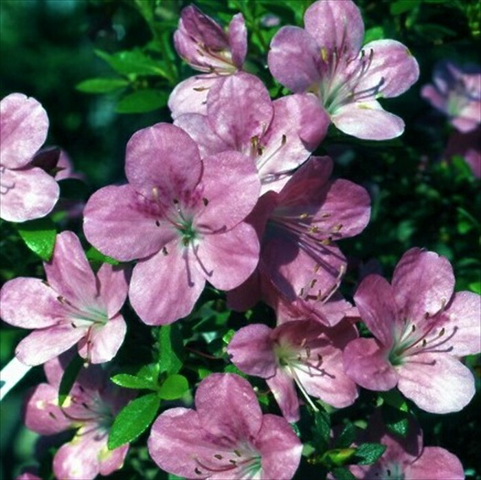 ヨドガワツツジ/ボタンツツジ/大株【現品発送】菅理70678 ヨドガワツツジ/ボタンツツジ/大株【現品発送】菅理70678 - メルカリ