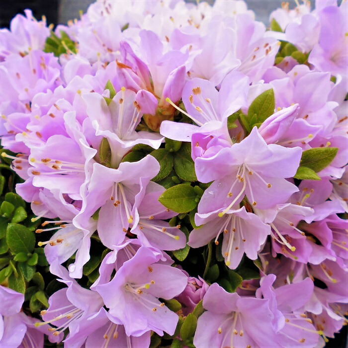 ツツジの咲く頃(フレーム付き) ツツジ咲くフレーム：イラスト無料