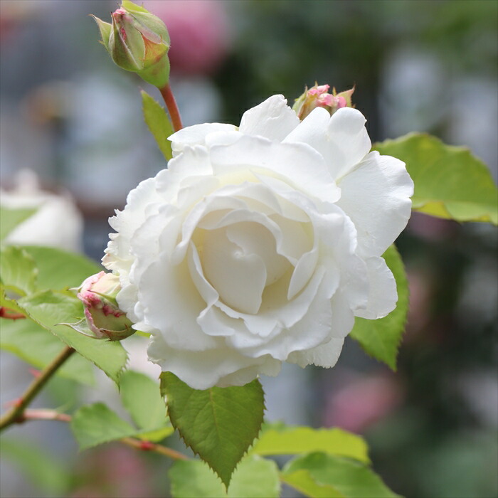楽天市場 予約販売 バラ新苗 ロサ オリエンティス クリード 繰り返し咲き 白 薔薇 バラ バラ苗 Has 4月上旬以降発送 4月上旬以降発送 フラワーネット 日本花キ流通