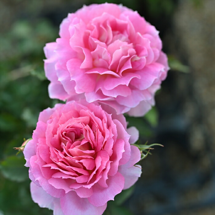 楽天市場】予約販売 バラ 苗 バラ 新苗 ロサ オリエンティス