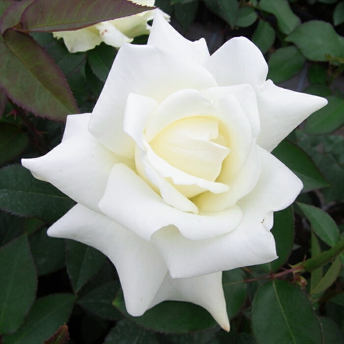 楽天市場】予約販売 バラ 苗 バラ 新苗 大輪 マジックモーメント 木立