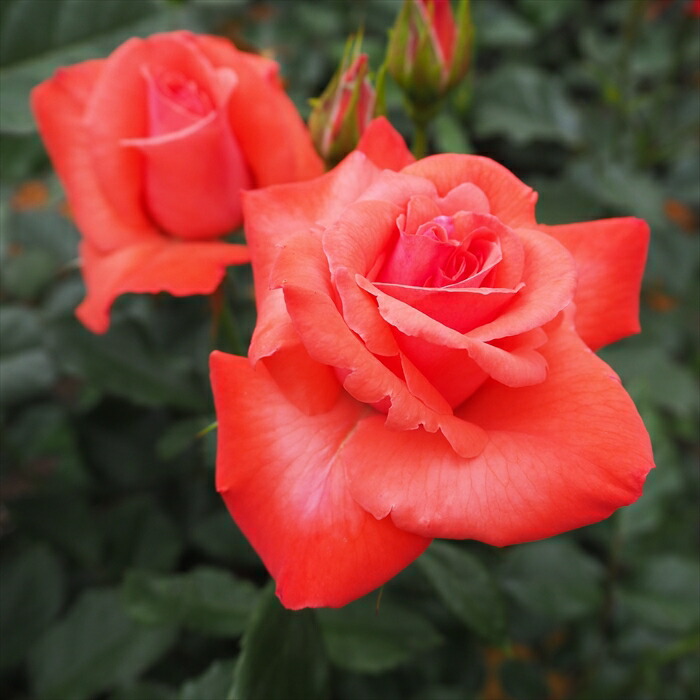 楽天市場】予約販売 バラ 苗 バラ 新苗 大輪 マジックモーメント 木立