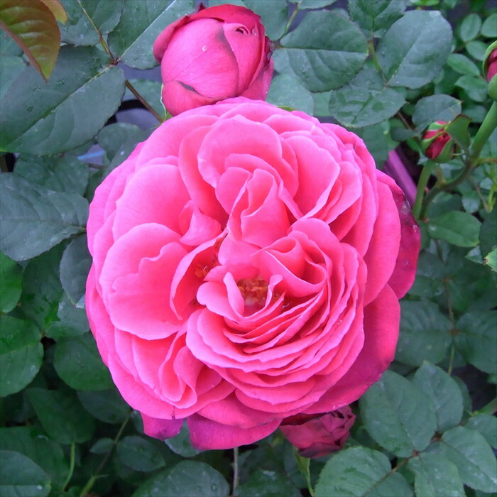 楽天市場】【まもなく締め切り】 予約販売 バラ苗 バラ大苗 大輪