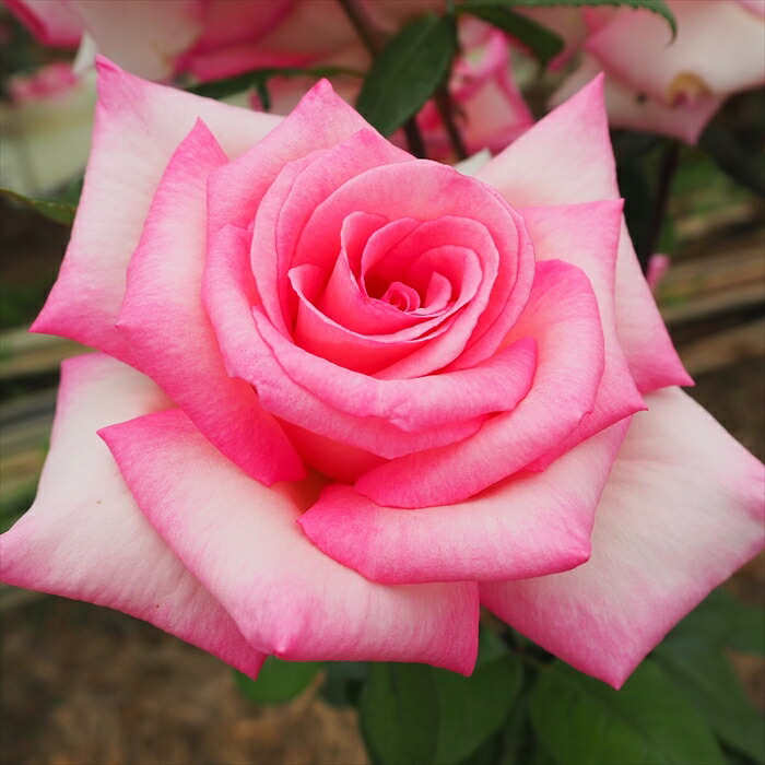 楽天市場】予約販売 バラ 苗 バラ 新苗 大輪 アンジェロゼ 木立性