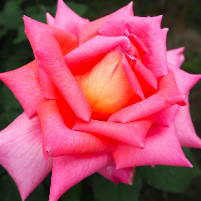 プライズ品　バラ売り おもちゃ ジャンプフィギュア WEBチラシ | 万代書店 熊谷店