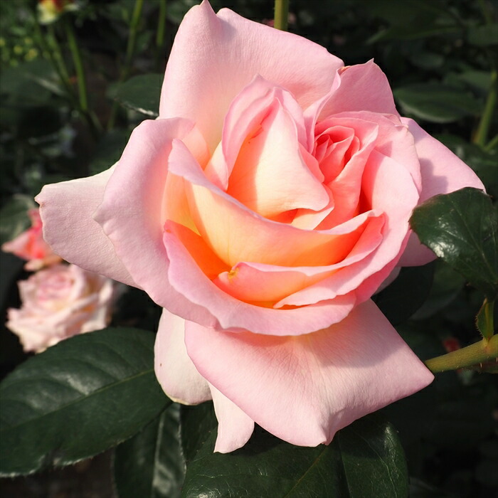 楽天市場】予約販売 バラ 苗 バラ 新苗 中輪 ザンブラ'93 木立性