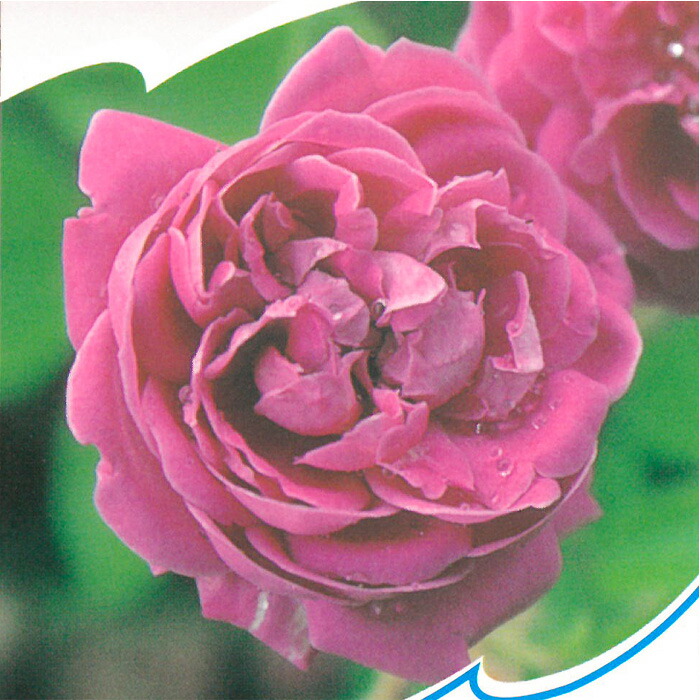 楽天市場】予約販売 バラ 苗 バラ 新苗 中輪 ミッドナイトブルー