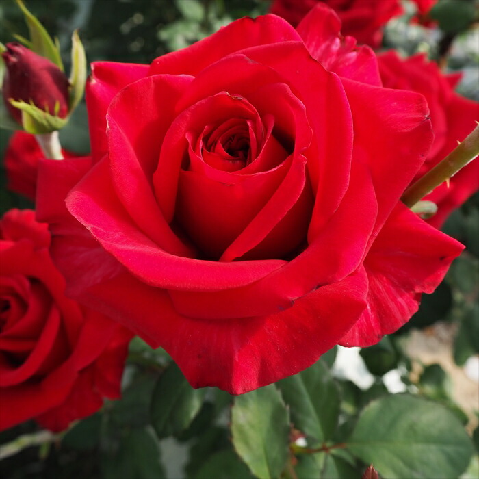 楽天市場】予約販売 バラ 苗 バラ 新苗 大輪 マジックモーメント 木立