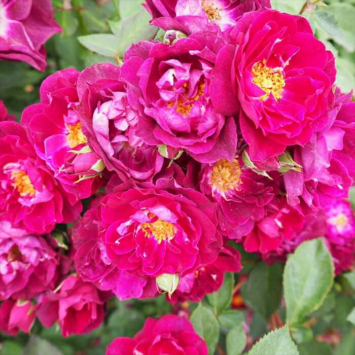 ❀にゃおんさま同梱❀　バラ　苗　pa　3200円 ワイフ オブ バス | 天空のバラ園(無農薬バラ苗・花苗・クレマチス