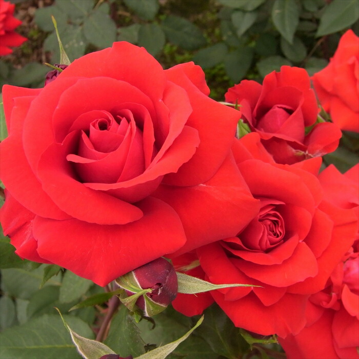 楽天市場】【まもなく締め切り】 予約販売 バラ苗 バラ大苗 中輪