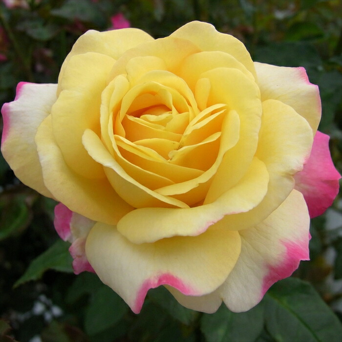 楽天市場】予約販売 バラ 苗 バラ 新苗 大輪 センチメンタル 木立性