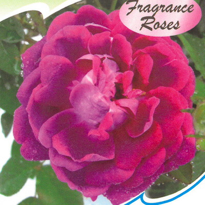 楽天市場】予約販売 バラ苗 バラ大苗 オールドローズ キングジョージ4