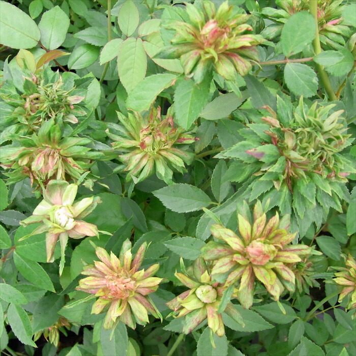 楽天市場】予約販売 バラ 苗 バラ 新苗 中輪 ザンブラ'93 木立性