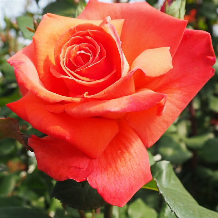 楽天市場】予約販売 バラ苗 バラ大苗 大輪 クリストファーコロンブス