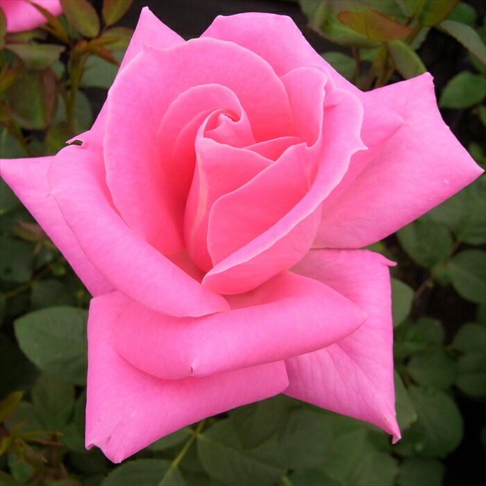 楽天市場】予約販売 バラ 苗 バラ 新苗 中輪 ザンブラ'93 木立性