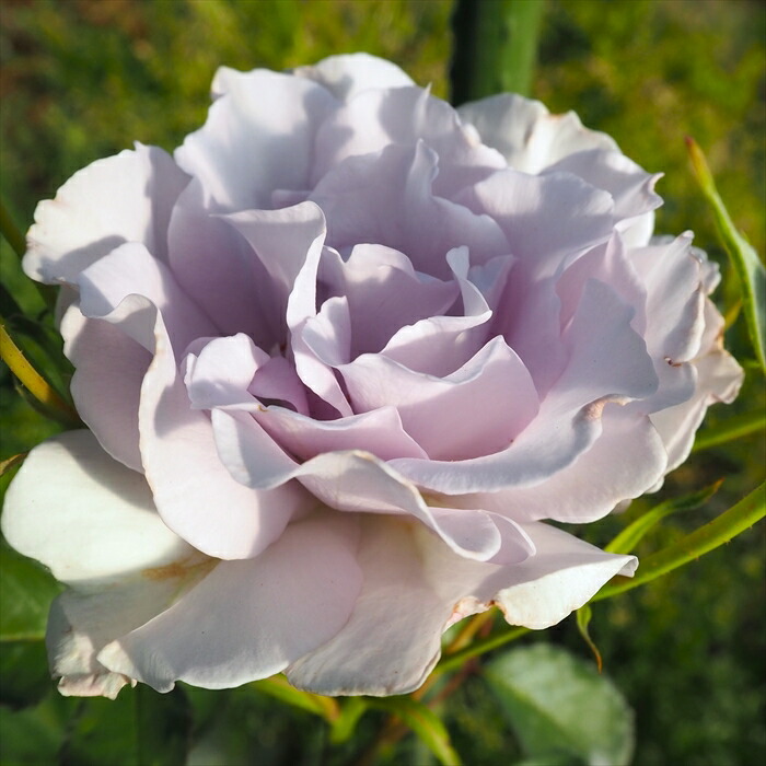 楽天市場】予約販売 バラ 苗 バラ 新苗 中輪 ブライダルレディー 木立