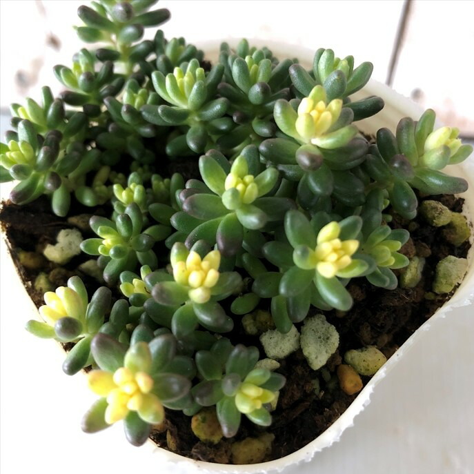 楽天市場】多肉植物 skセダム アップルベリー 多肉植物 セダム 7.5cm