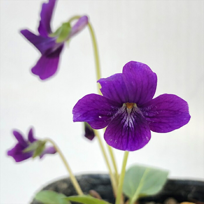 楽天市場】予約販売 スミレ 苗 ヤマツクシスミレ 7.5cmポットすみれ 山