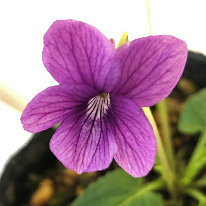 日本のスミレ 楽天市場】予約販売 スミレ 苗 ヤマツクシスミレ 7.5cmポットすみれ 山